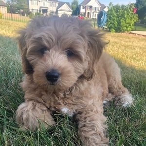 Meet your Posher, Jenna